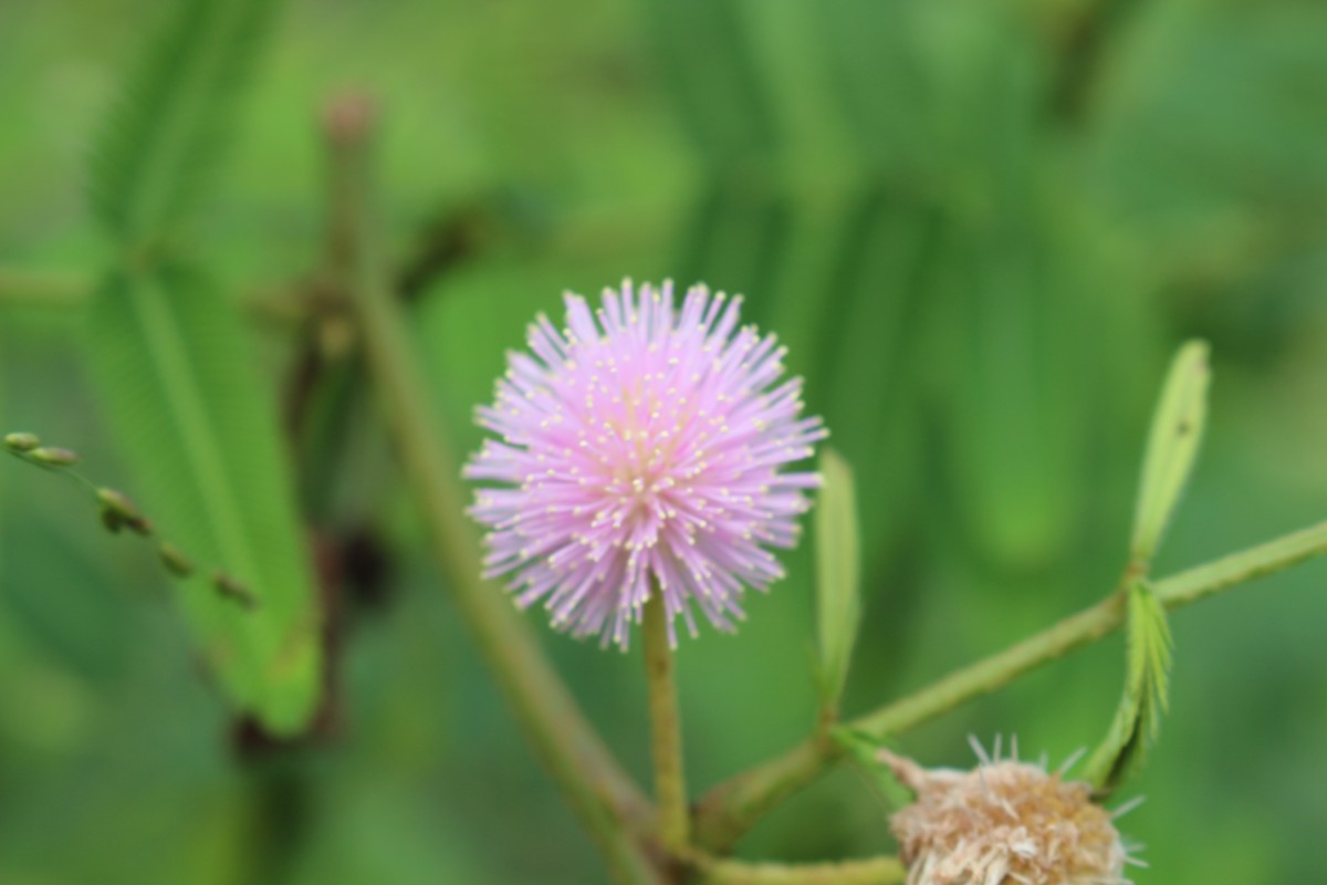 Mimosa pigra L.